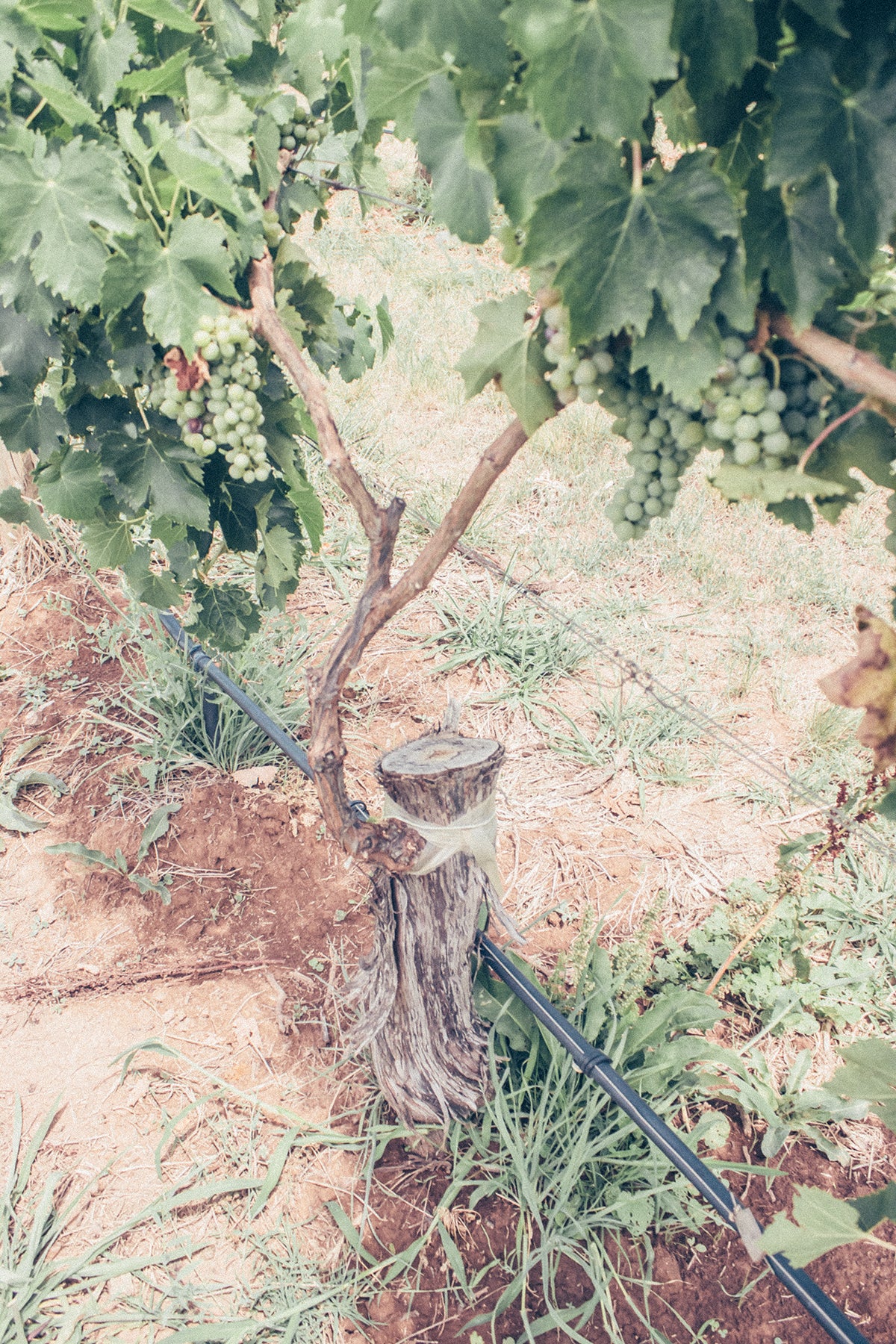 WONDER: Meet our new 2022 grape varieties.