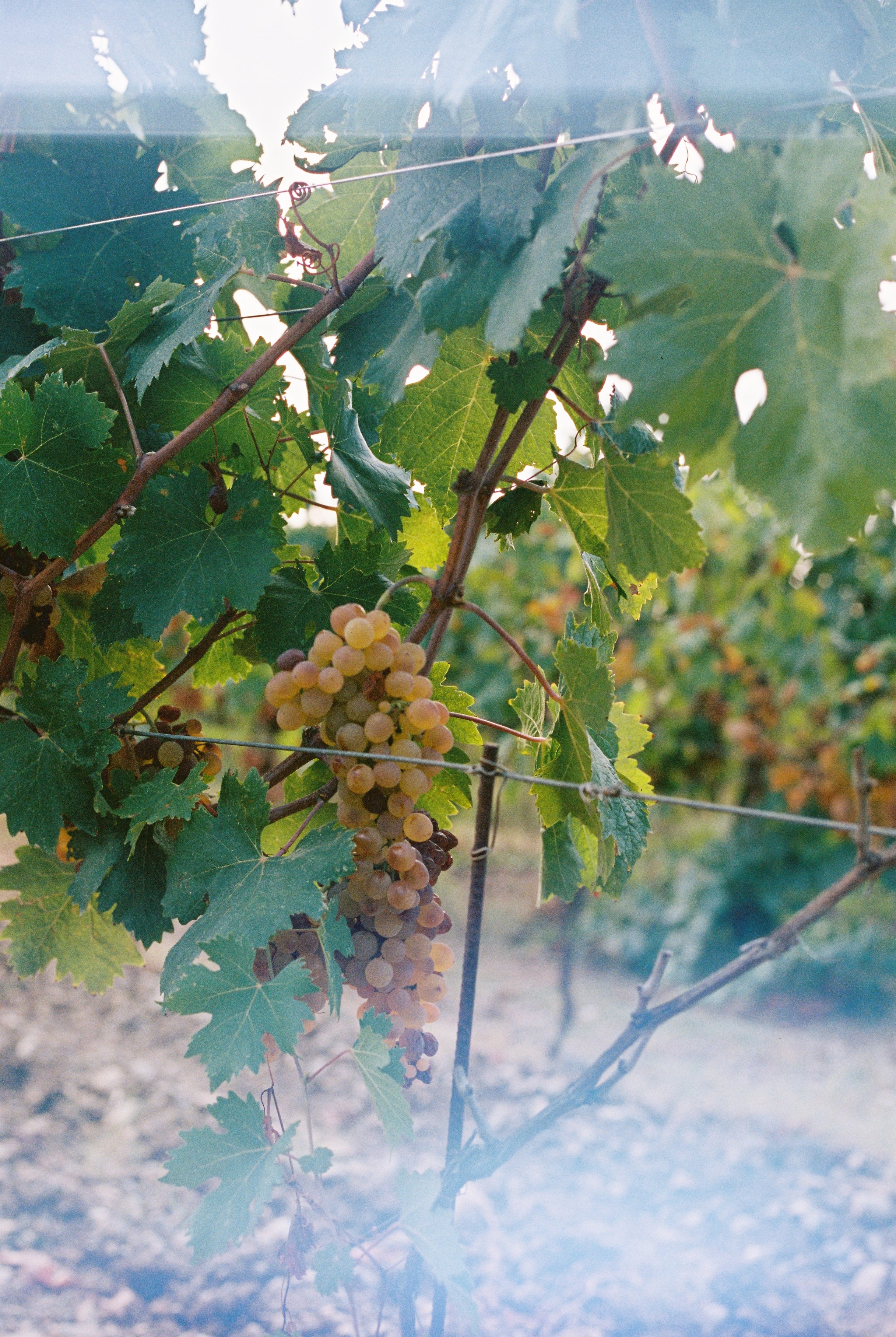 2024 UN PO 'Un fico' Red / White blend.
