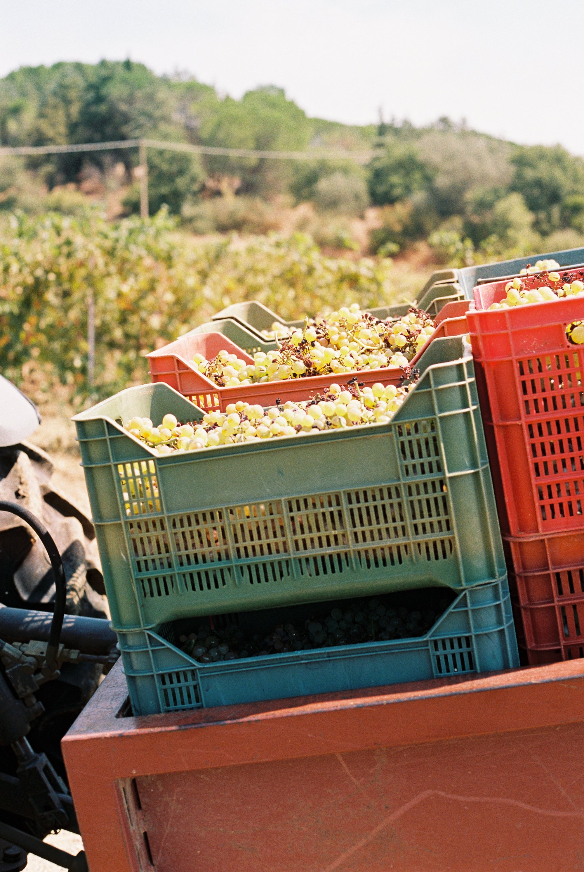 2024 UN PO 'Buccia a buccia' Vermentino.