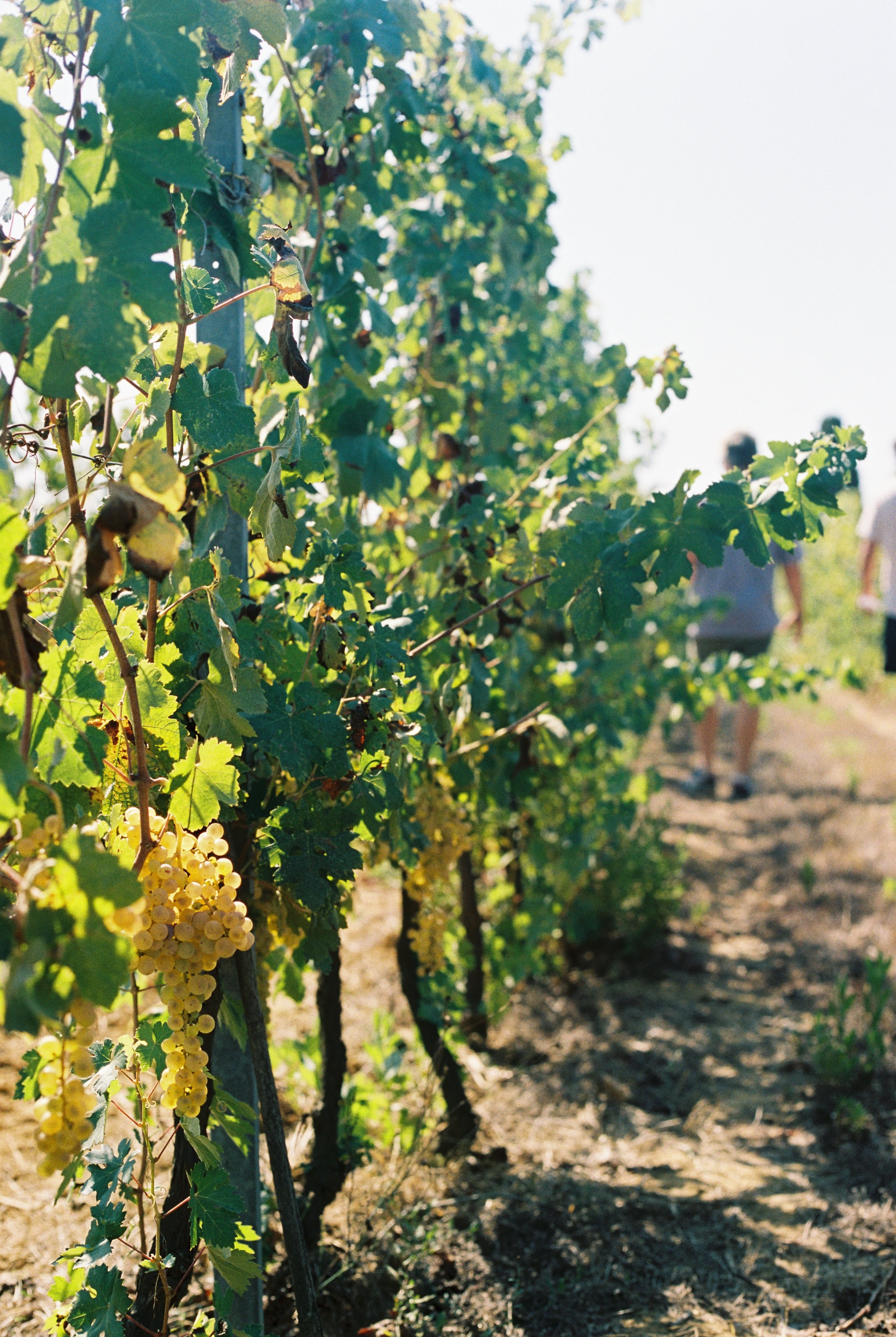 2024 UN PO 'Quando penso a te' Vermentino / Malvasia.