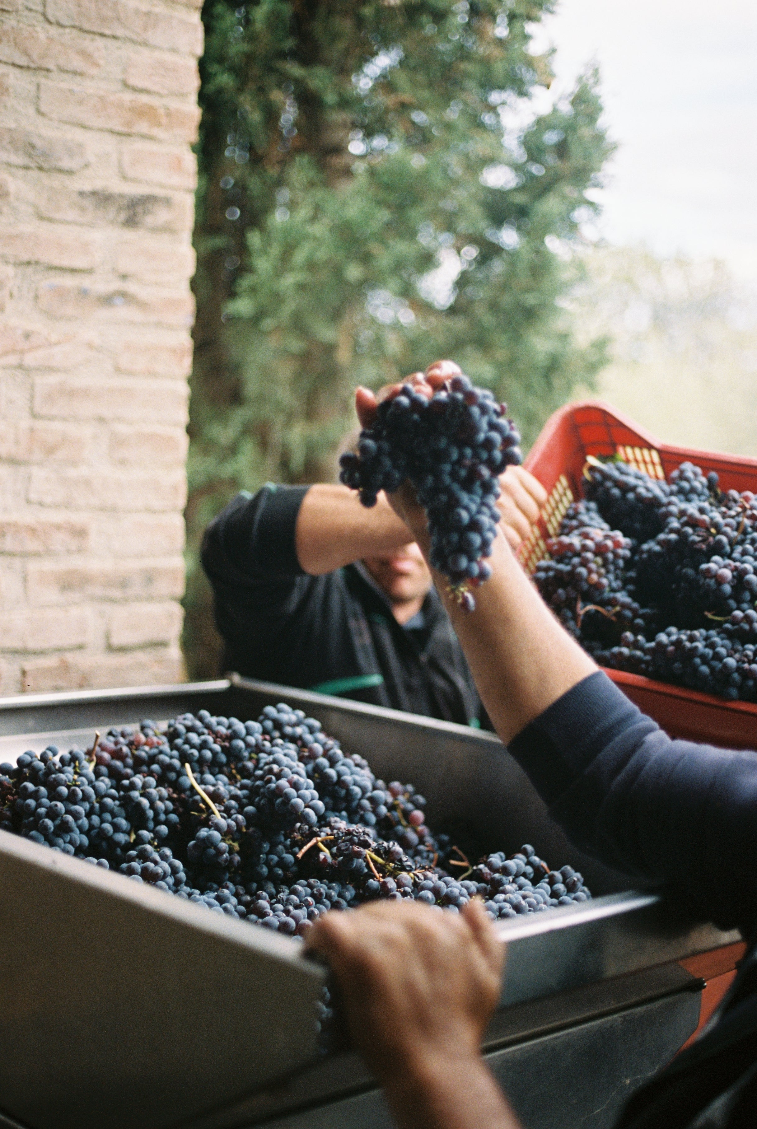 2024 UN PO 'Sotto le onde' Sangiovese.