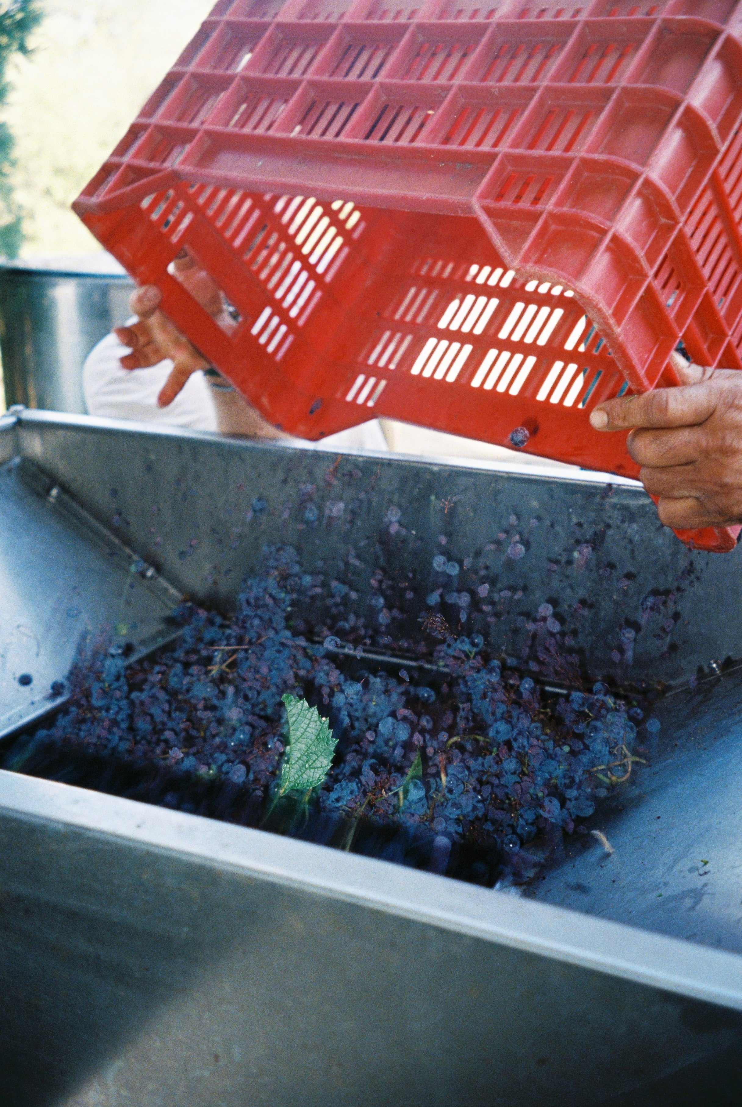 2024 UN PO 'Un fico' Red / White blend.
