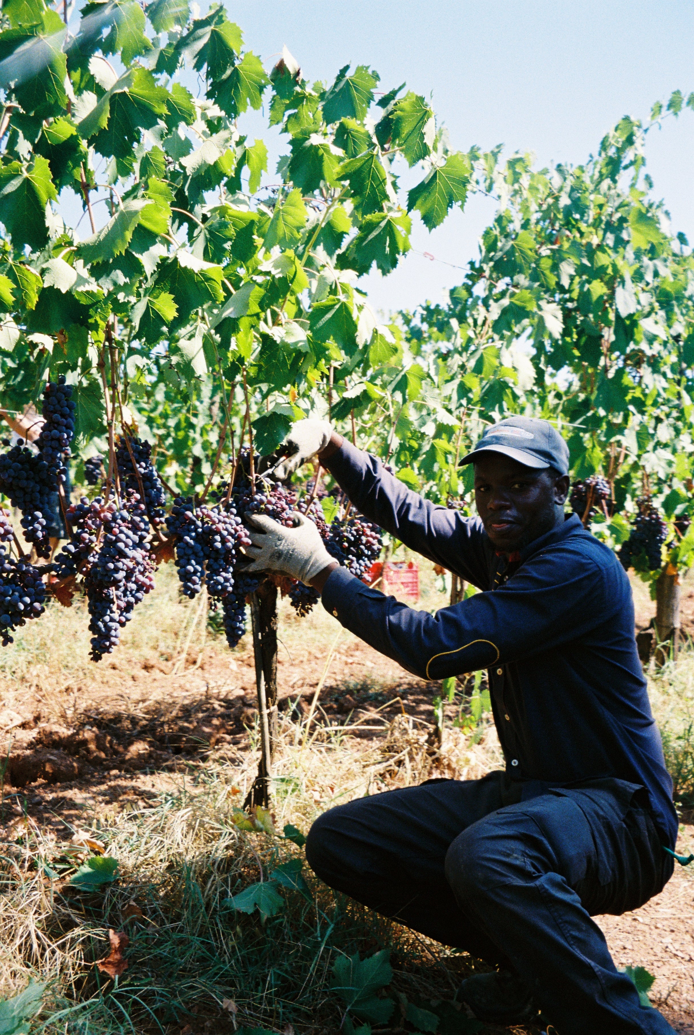 2024 UN PO 'Sopra la cima' Sangiovese.