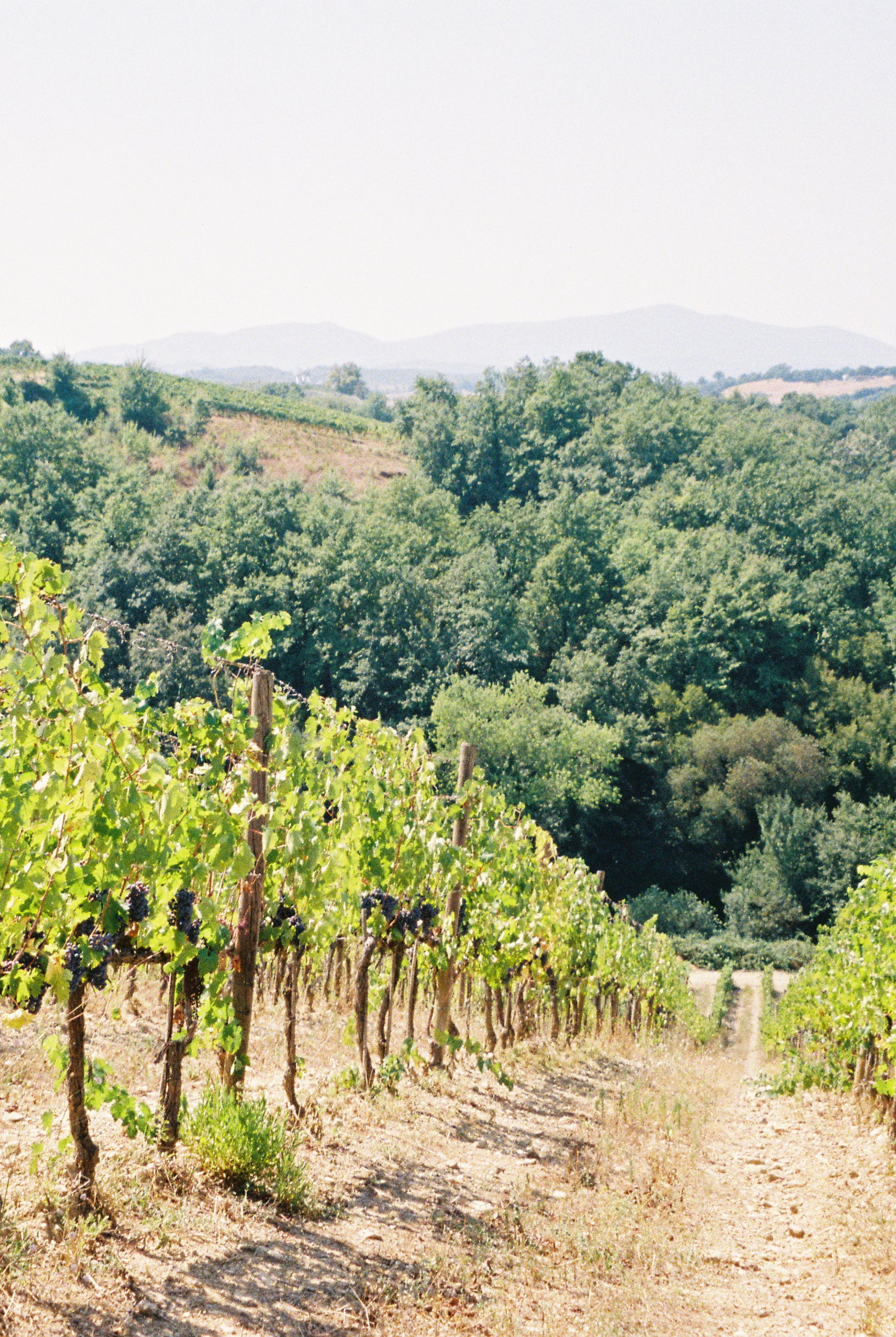 2024 UN PO 'Sotto le onde' Sangiovese.