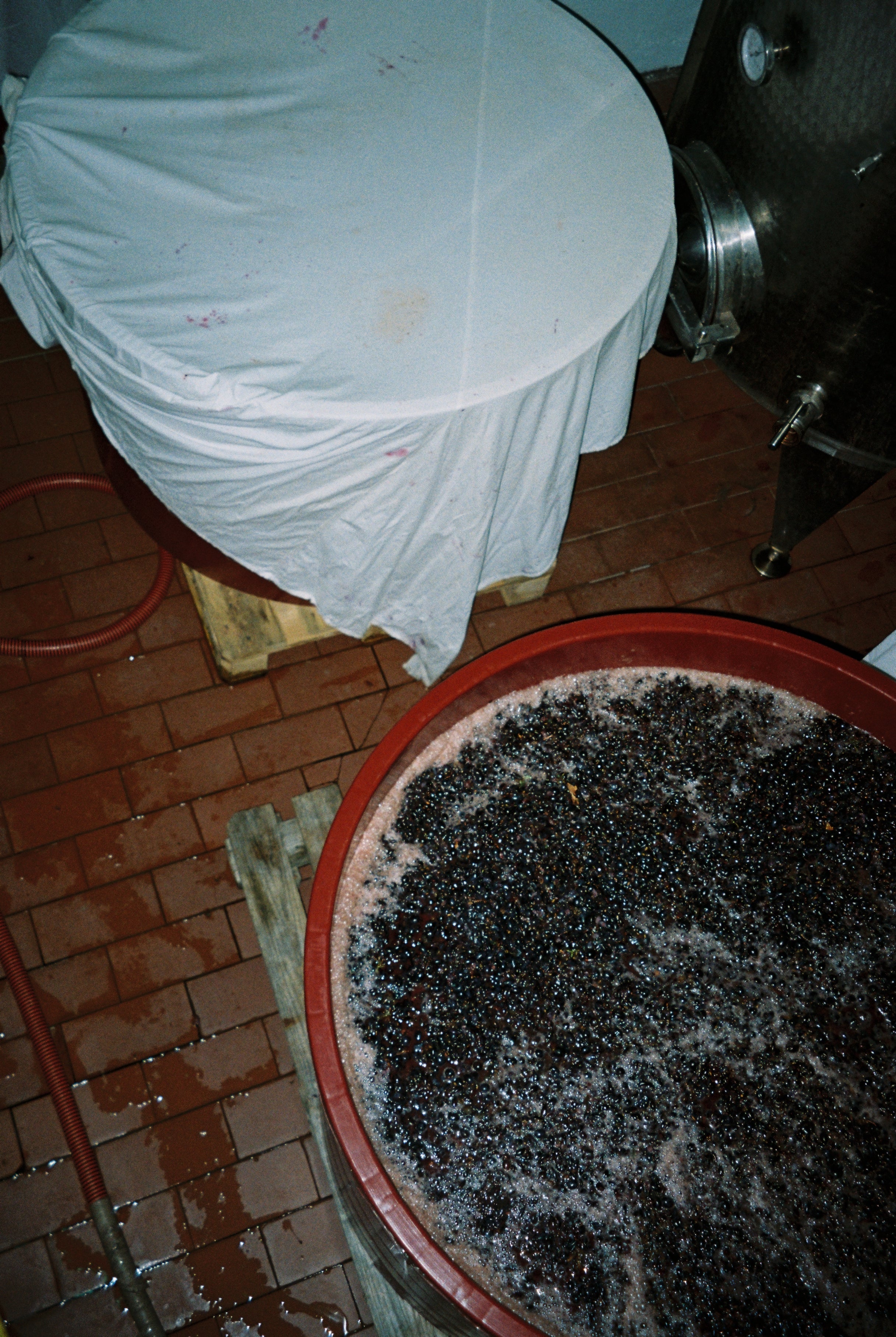 2024 UN PO 'Sotto le onde' Sangiovese.